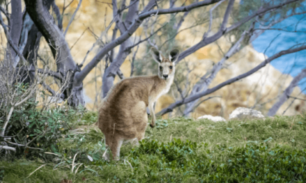 Cómo convivir con canguros en Australia